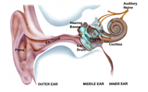 ear